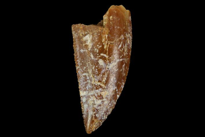 Serrated, Raptor Tooth - Real Dinosaur Tooth #115944